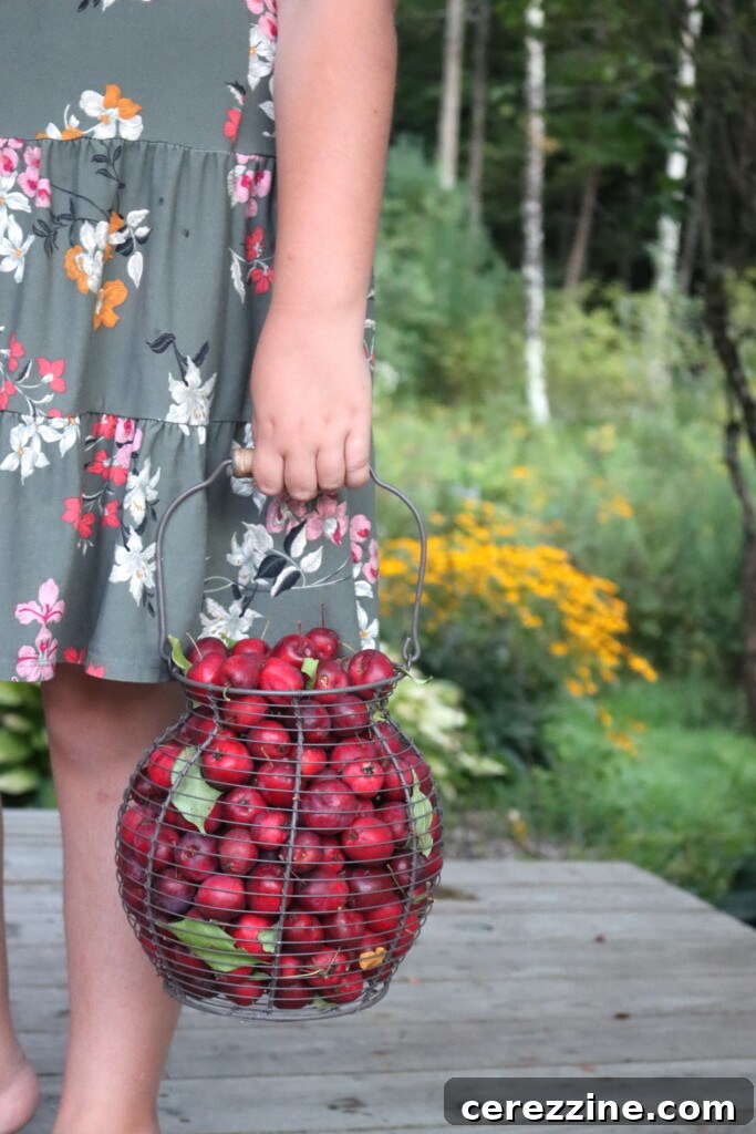 Sweet Crabapple Jars 3 A child's hands gently cradling a rustic woven basket brimming with freshly picked red crabapples, suggesting a plentiful harvest and family involvement.
