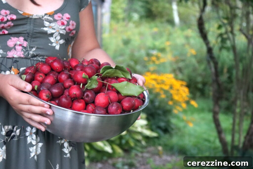 Sweet Crabapple Jars 4 A child's hands holding a simple white bowl overflowing with washed and prepared red crabapples, emphasizing the importance of careful selection and preparation.