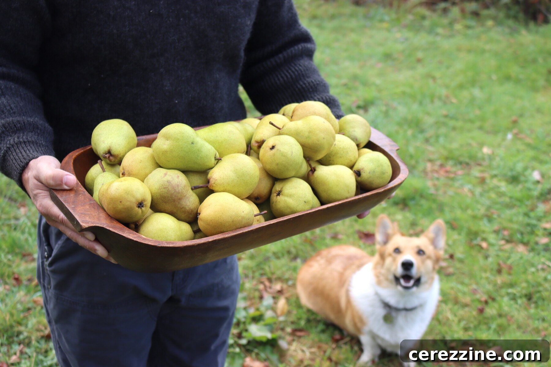 Pear Harvest - A basket full of freshly picked pears.