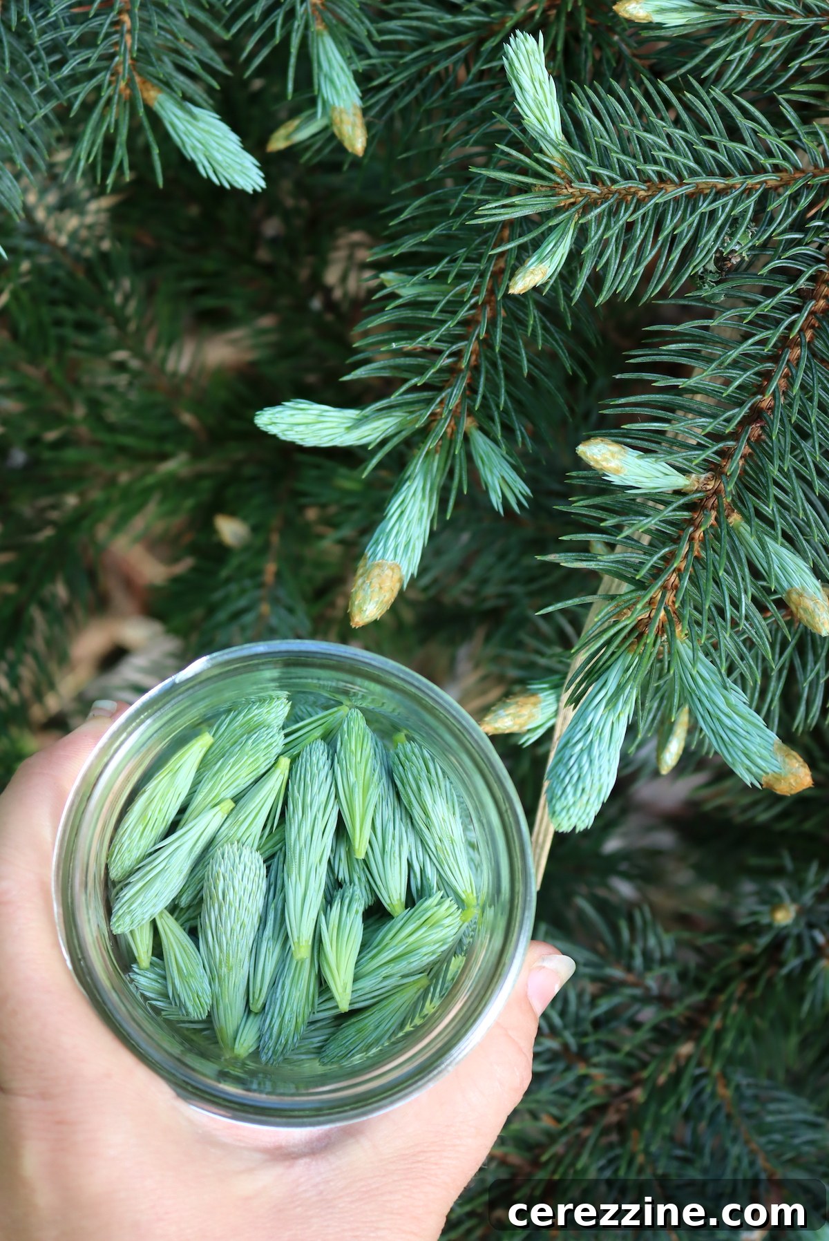 Spruce Tips