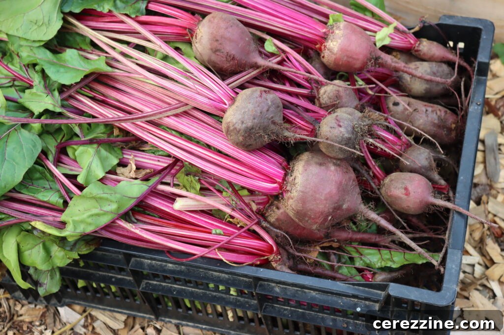 Fresh dill and cooked beets for pickling