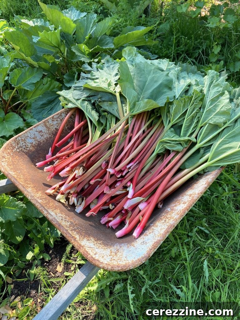 Rhubarb Harvest in Wheelbarrow