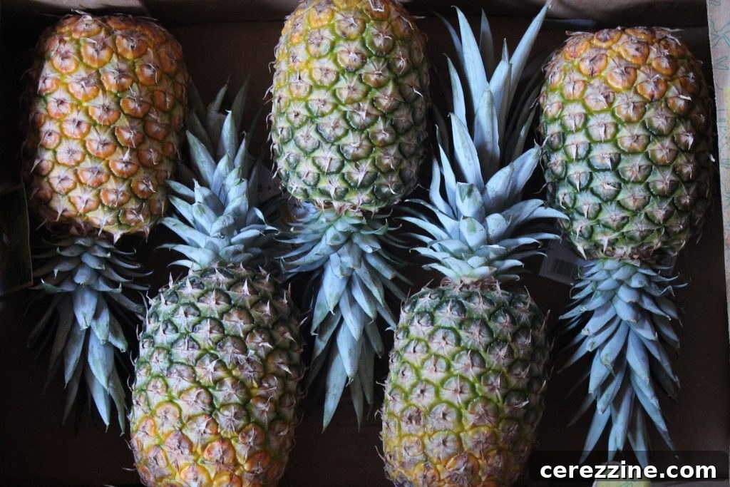 Canned Pineapple for Lemonade Concentrate