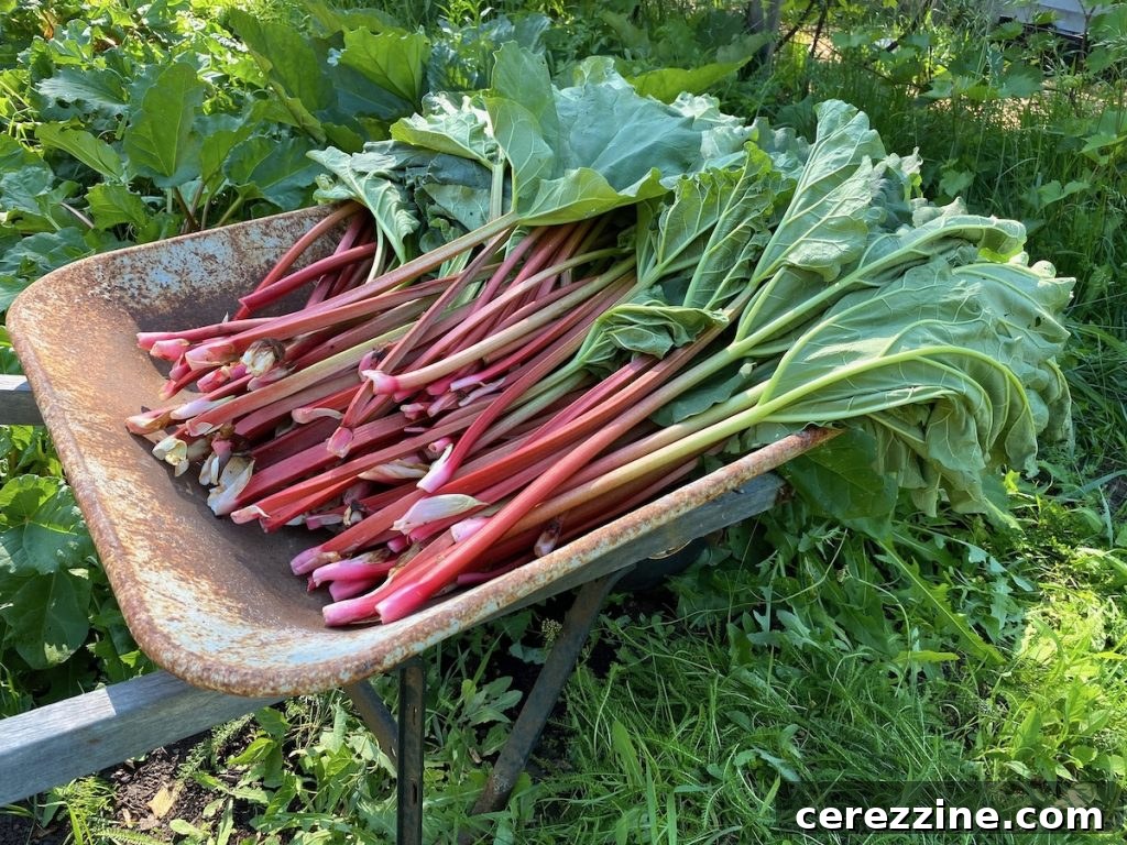 Bright & Tangy Rhubarb Sauce 3 Rhubarb Harvest Wheelbarrow