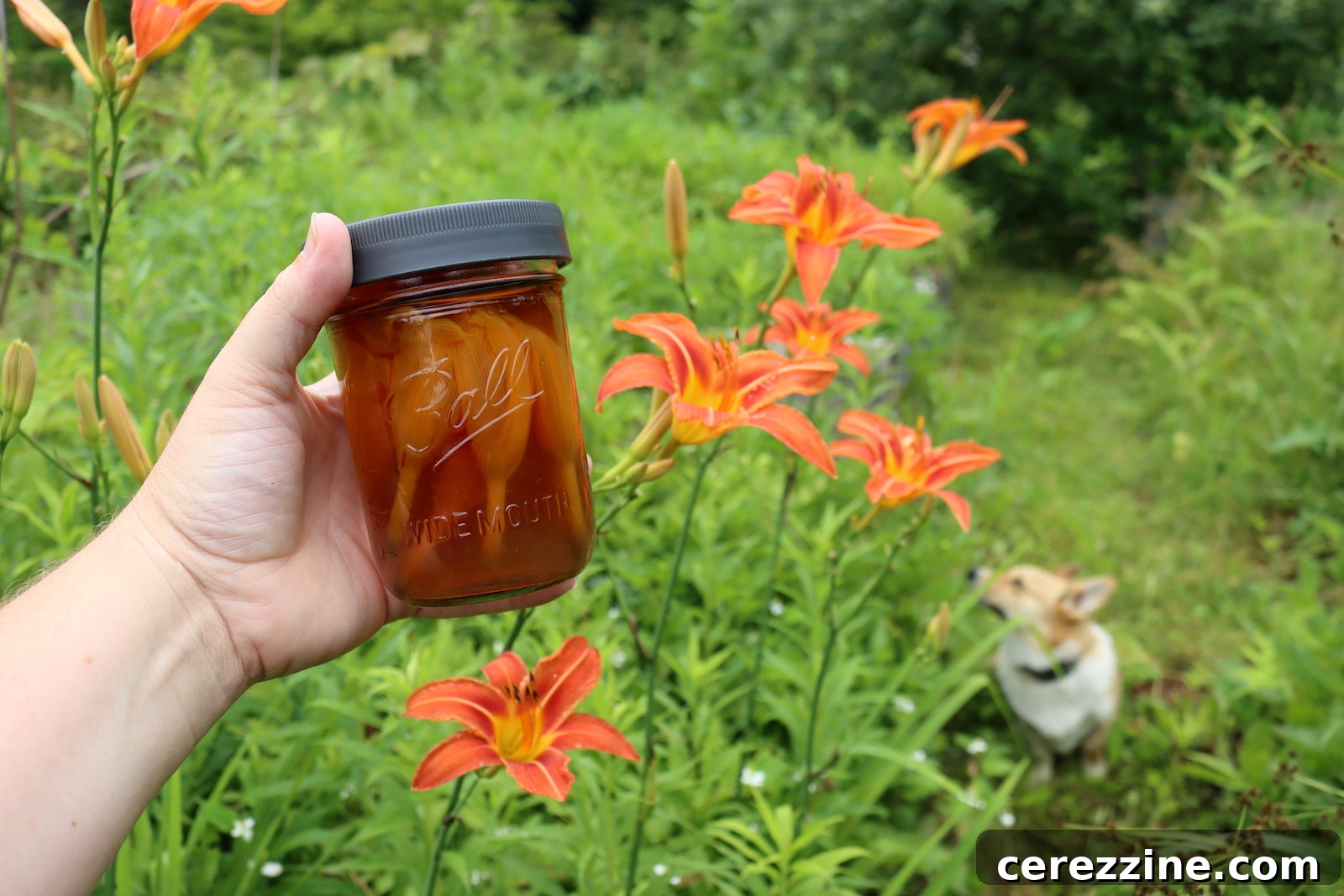 Golden Daylily Preserve 3 Daylily Tea