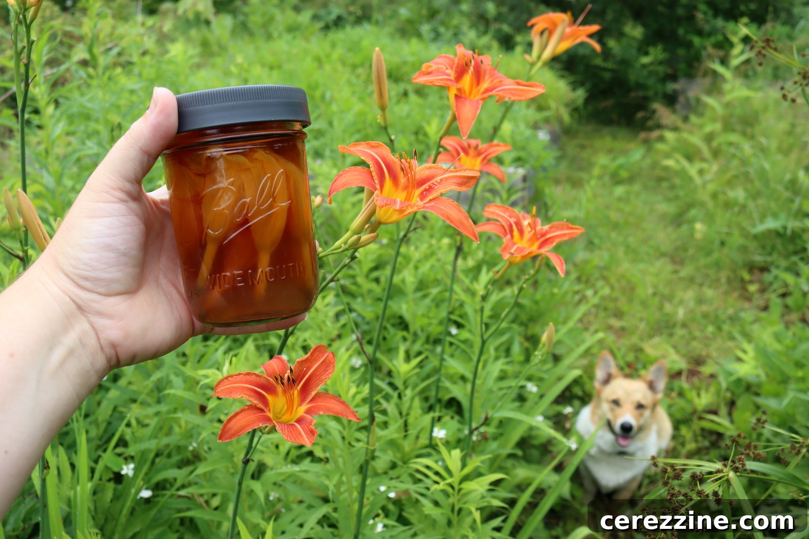 Golden Daylily Preserve 6 Daylily Tea