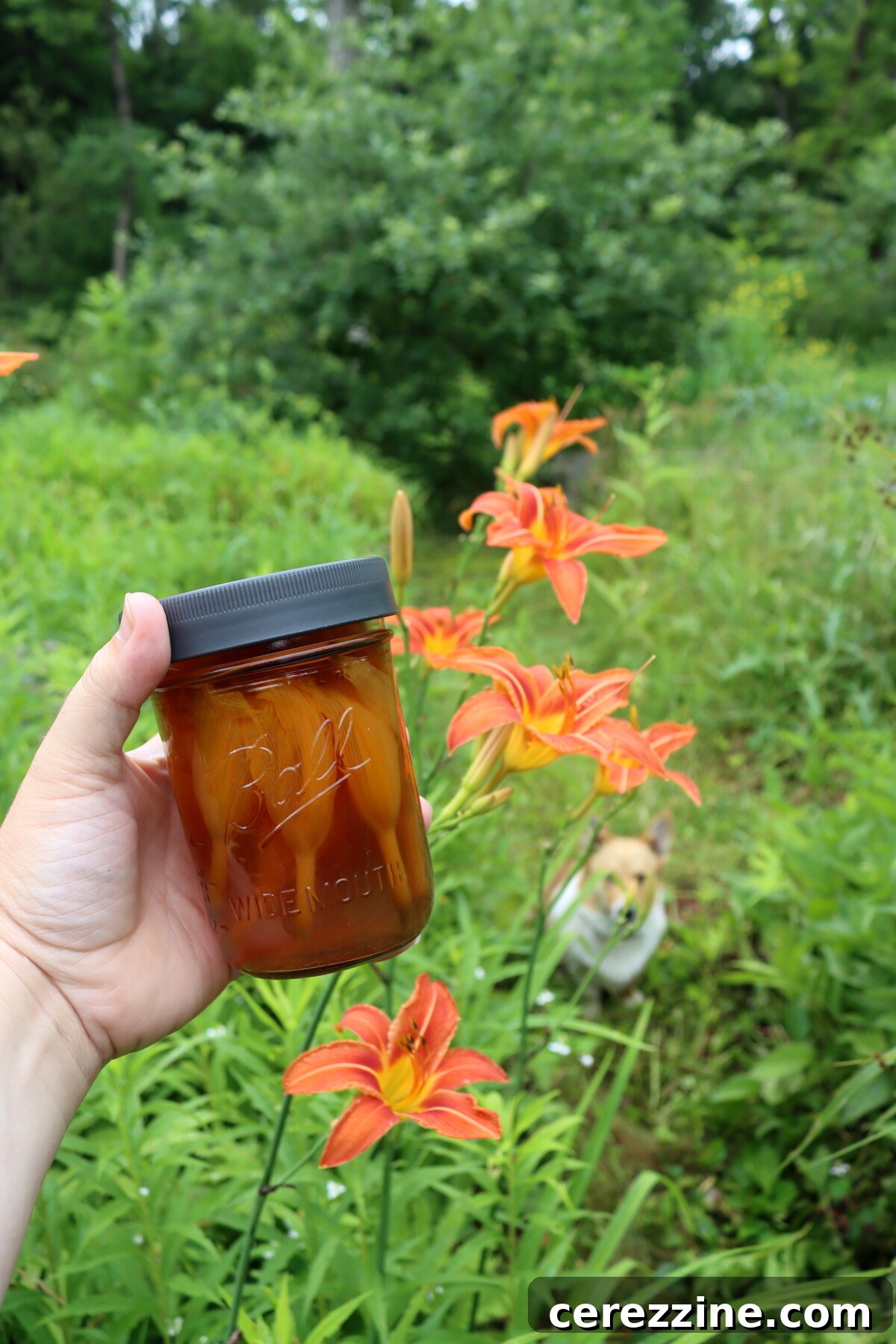 Golden Daylily Preserve 7 Daylily Tea