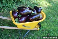 Over a Dozen Eggplant Canning Recipes