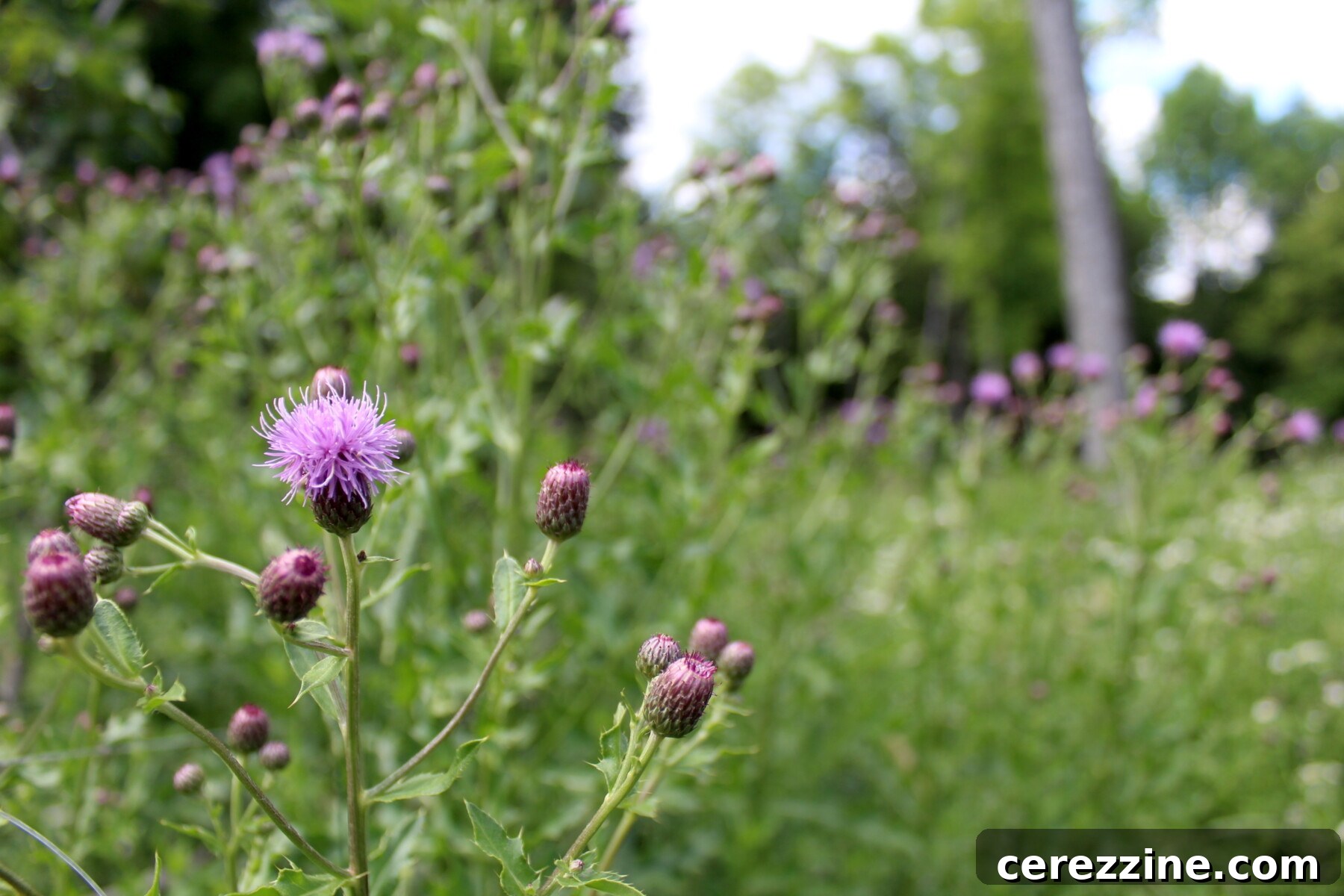 Nectar of the Thorn 3 Foraging for Canada Thistle blossoms in a field