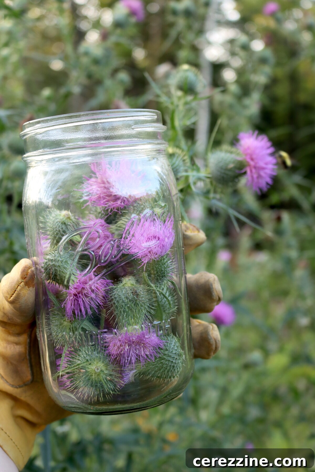 Nectar of the Thorn 7 A person's gloved hand harvesting purple Bull Thistle flowers