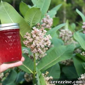 Milkweed Flower Jelly Recipe