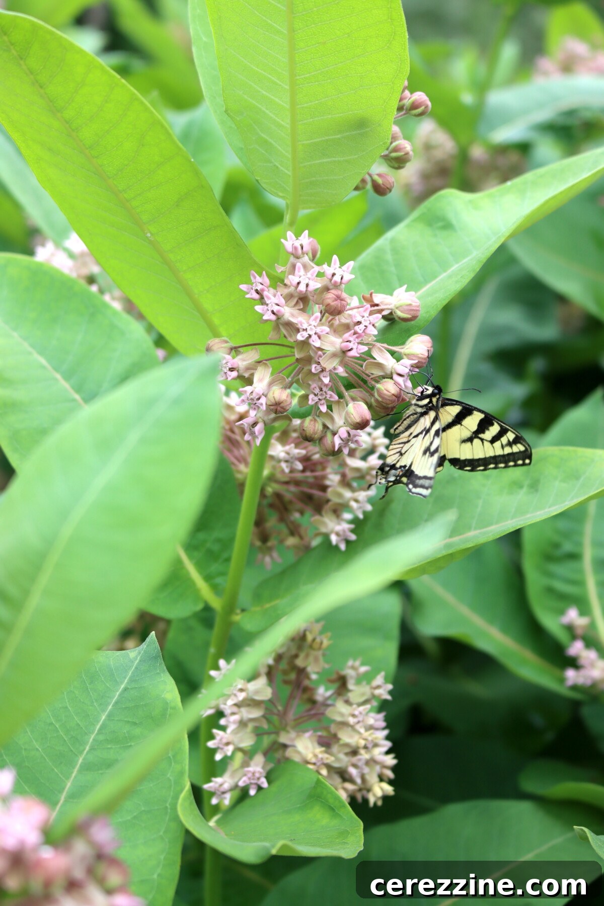 A monarch butterfly feeding on a cluster of pink milkweed flowers.
