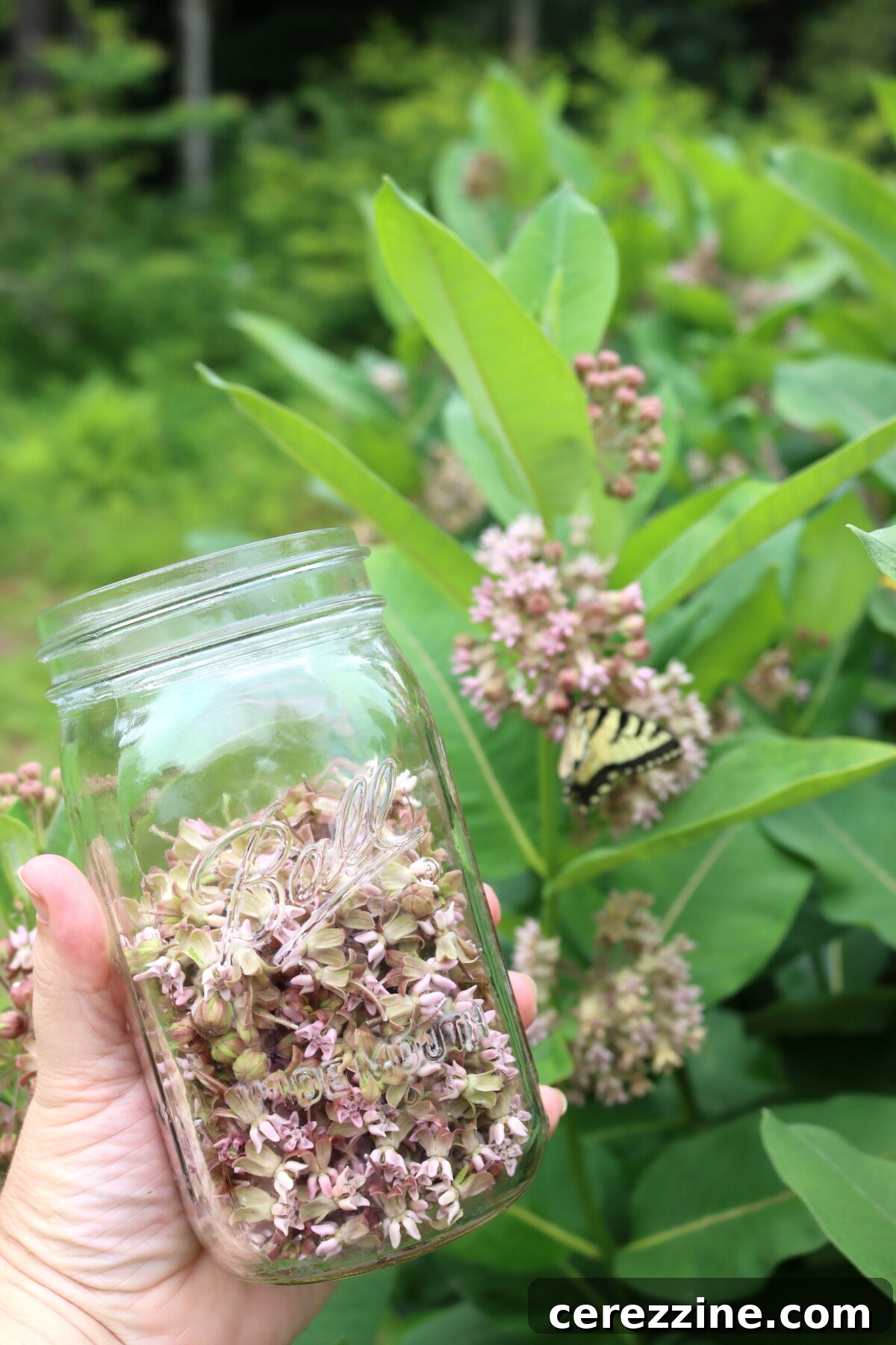 A forager's hand holding a cluster of freshly picked milkweed flowers.
