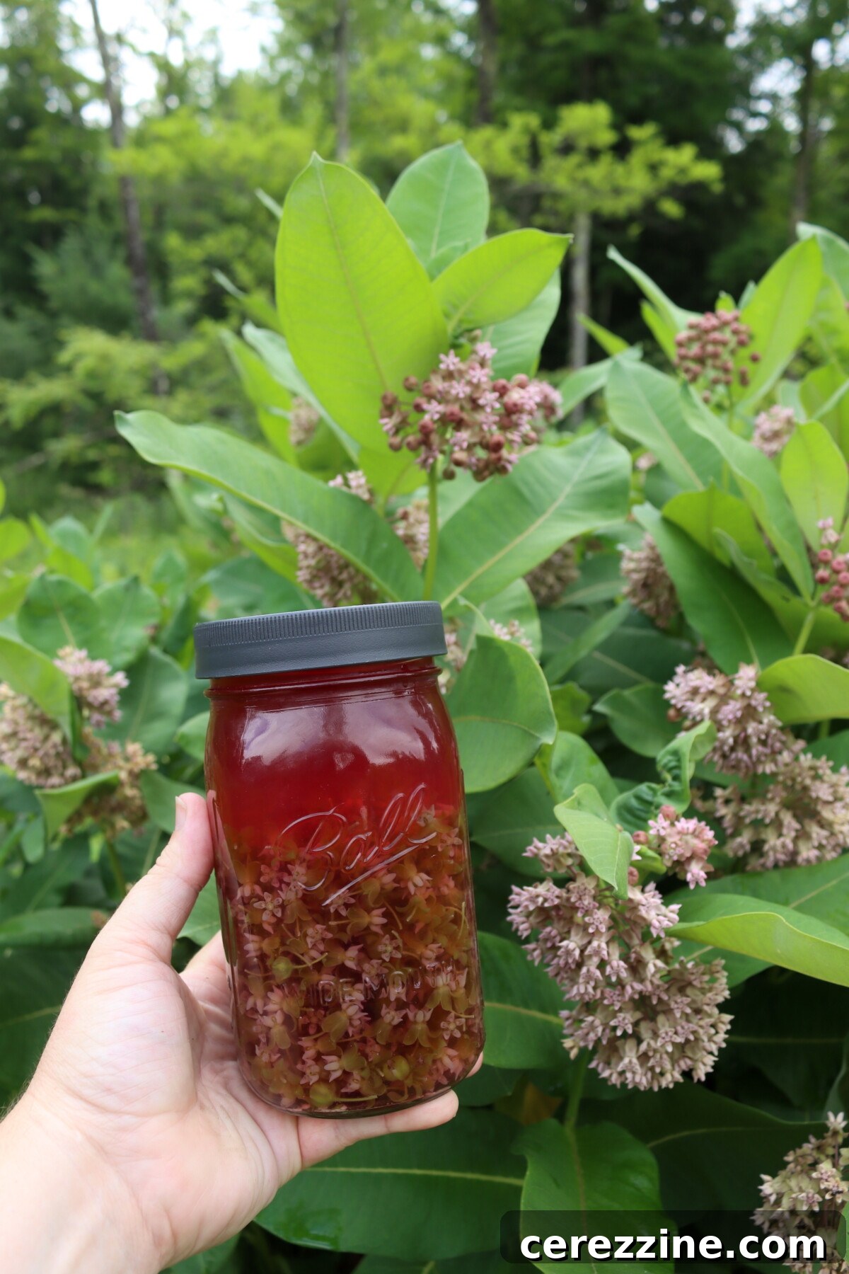 Milkweed flowers steeping in hot water to create a pink floral tea.