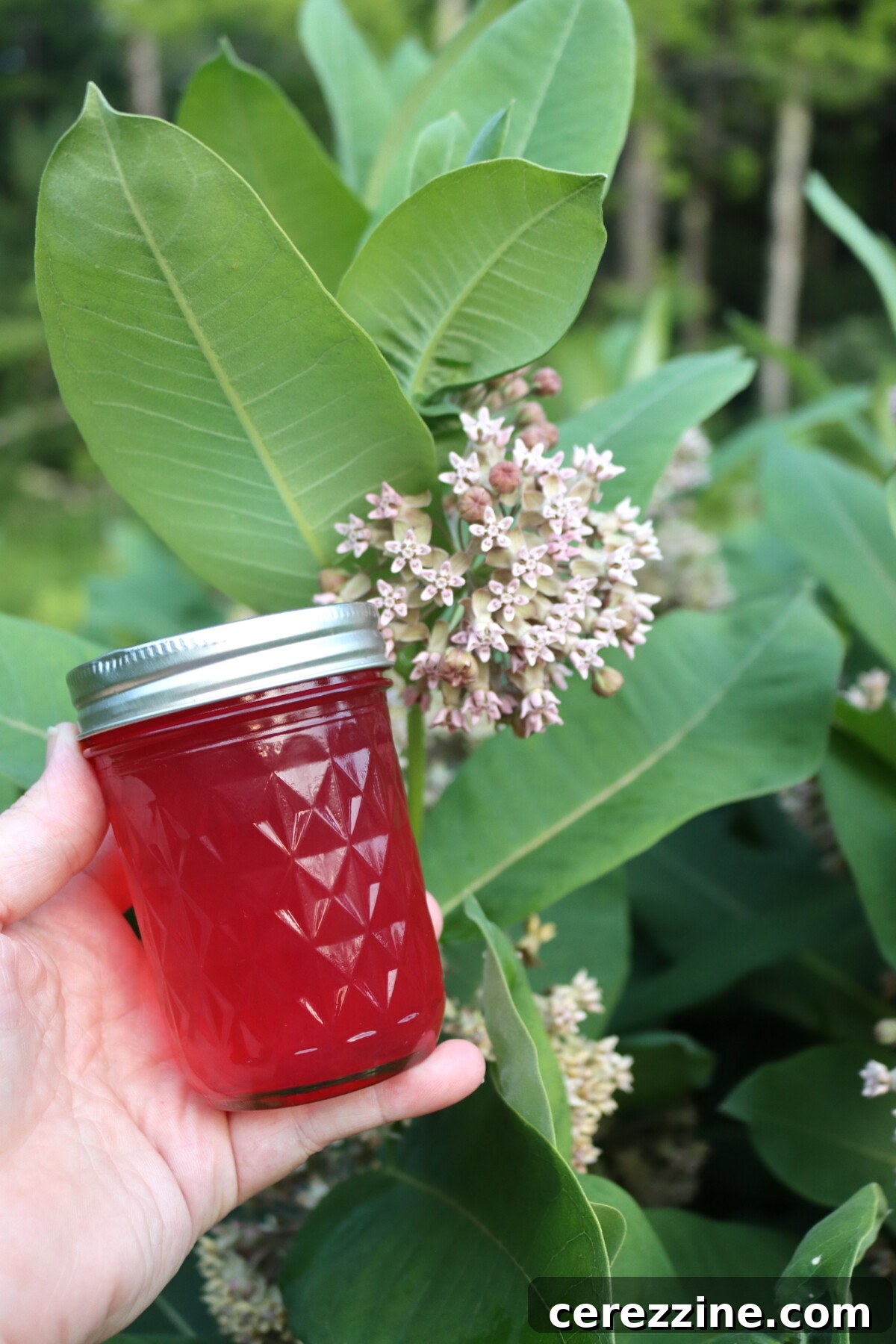 Several jars of freshly canned milkweed flower jelly cooling on a countertop.