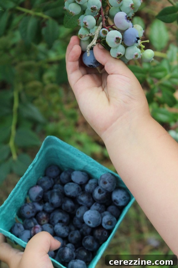 Child picking blueberries for blueberry jelly