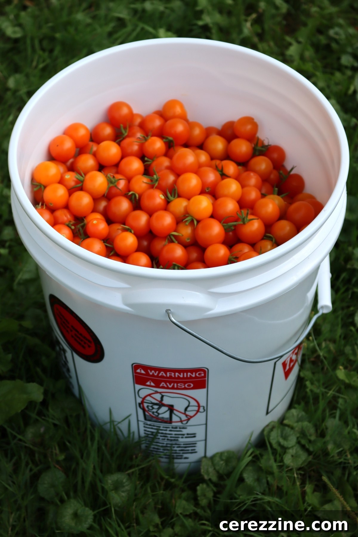Bucket of Cherry Tomatoes