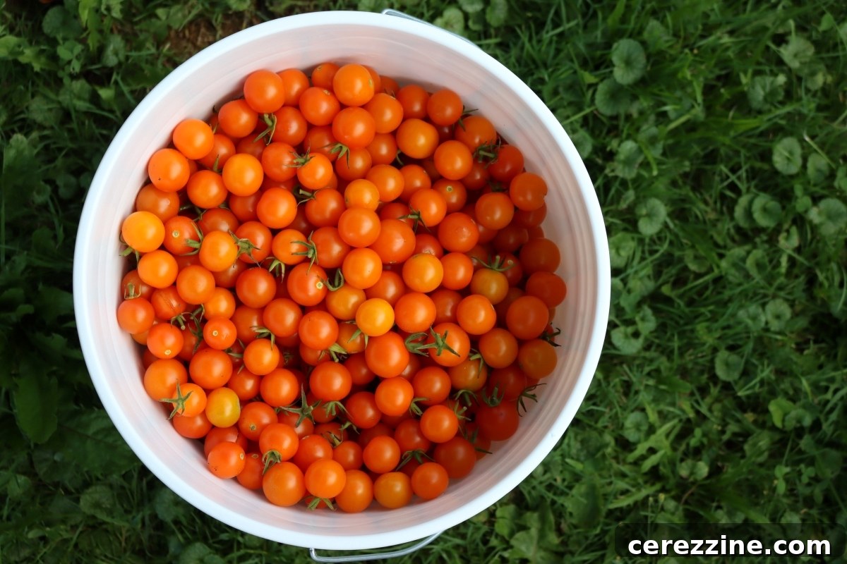 Cherry Tomatoes
