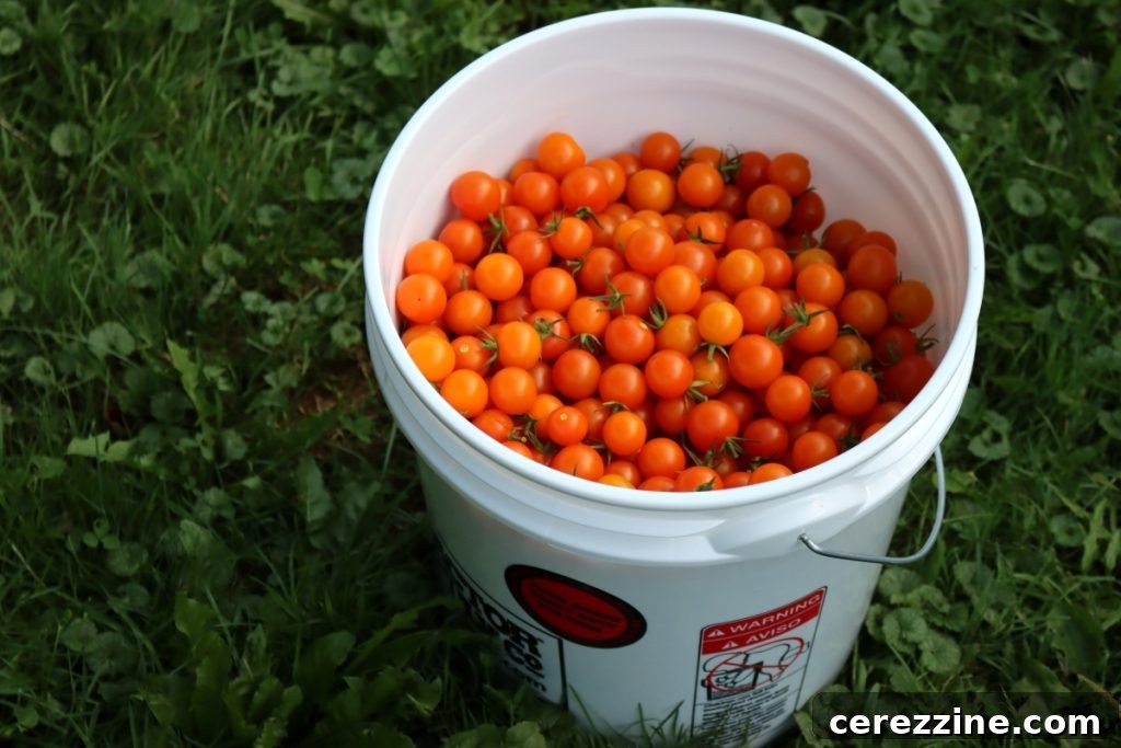 Bucket of Cherry Tomatoes