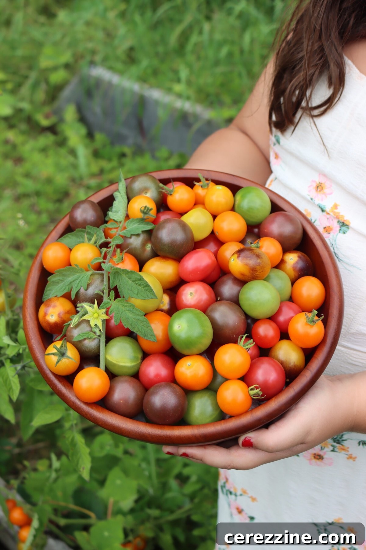 Cherry Tomato Recipes