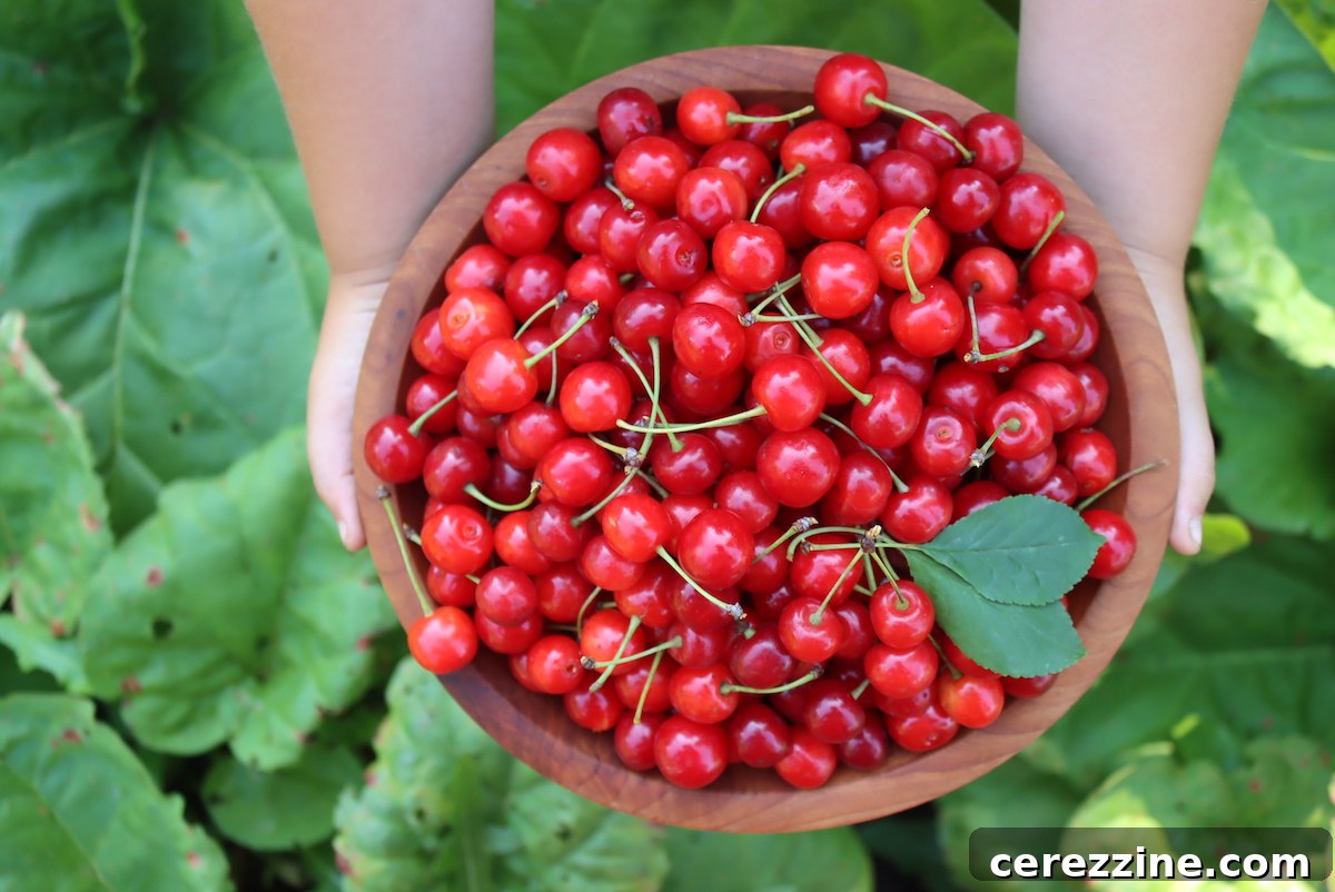 Sour Cherries