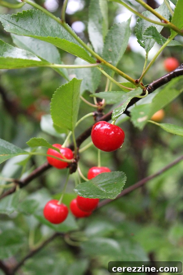 Ripe Sour Cherries