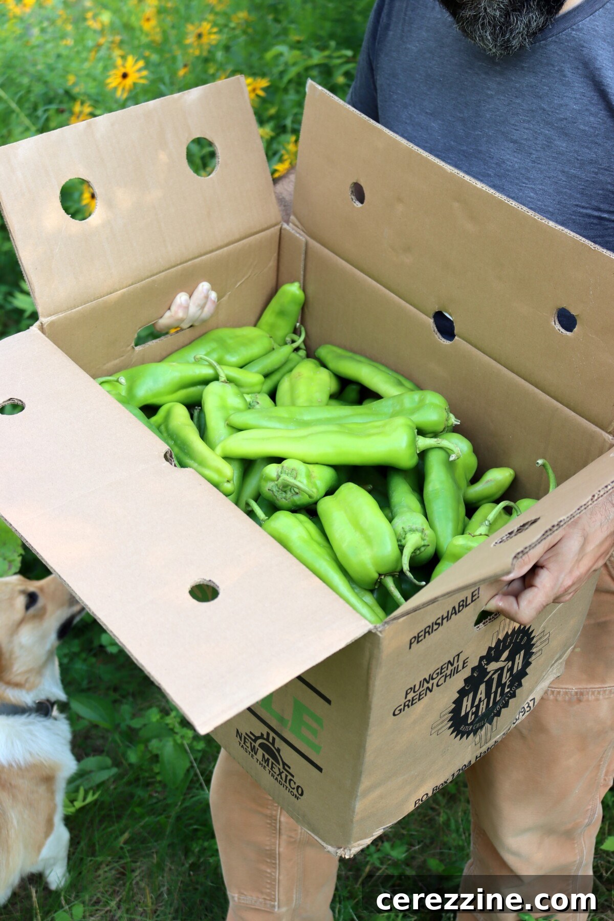 How to Can Hatch-Style Green Chiles at Home 3 Canning Hatch Green Chilis