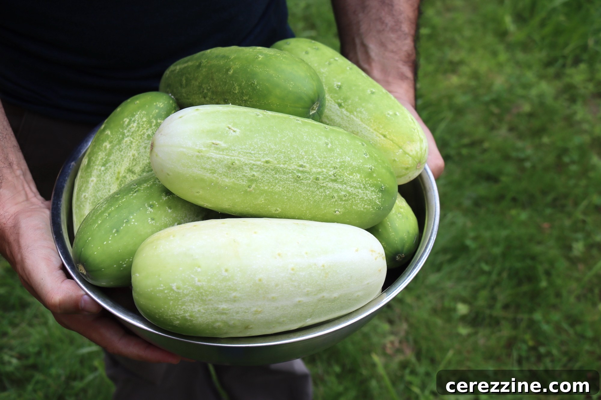 Overripe Cucumbers