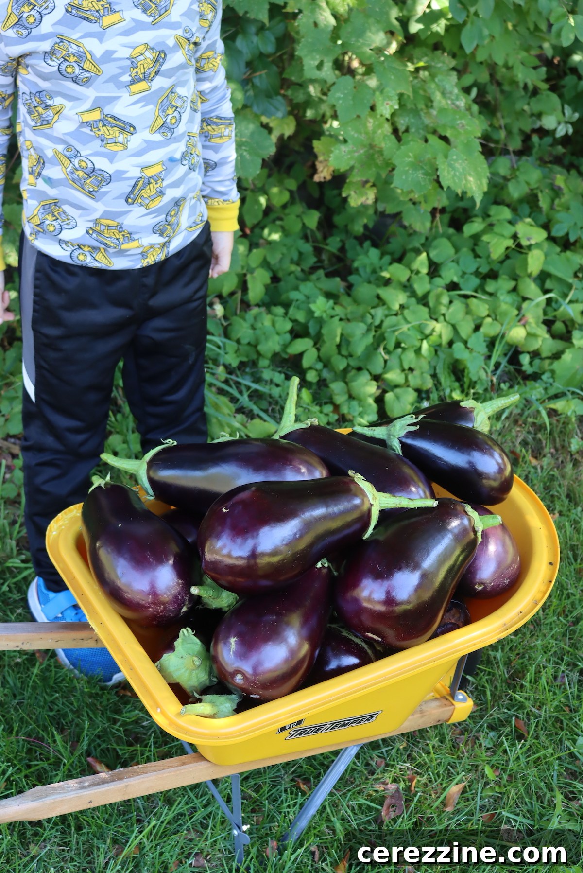 Home Canned Eggplant Puttanesca Sauce Recipe 4 Eggplant Harvest