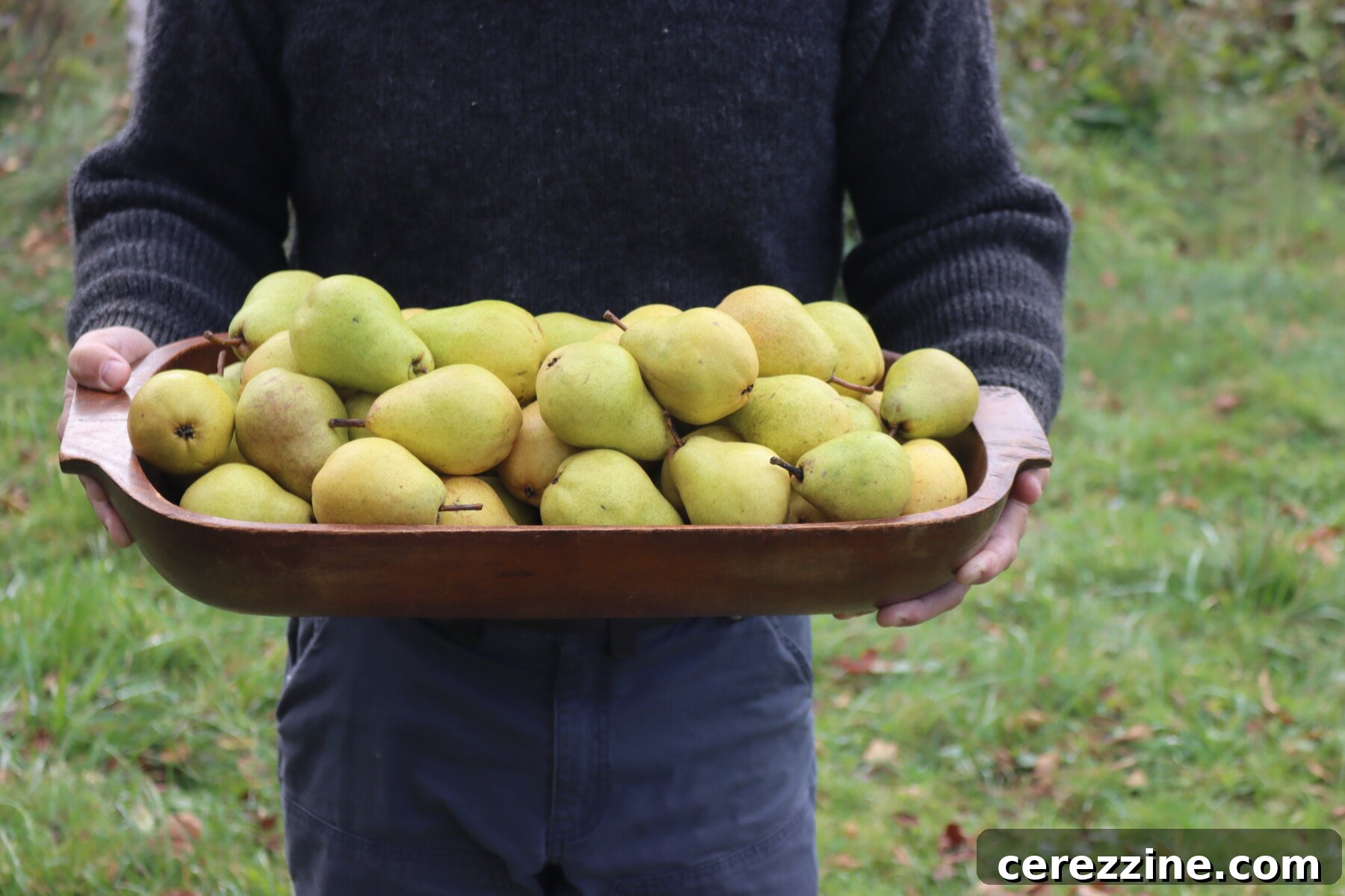 Wooden tray piled with freshly picked pears