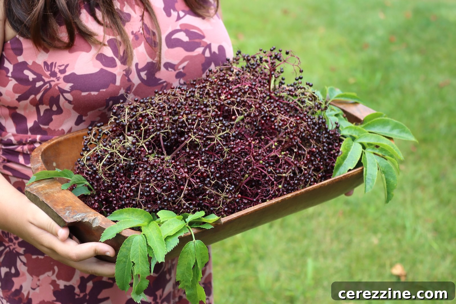 Freshly picked elderberry clusters heaped on a wooden tray, held outdoors