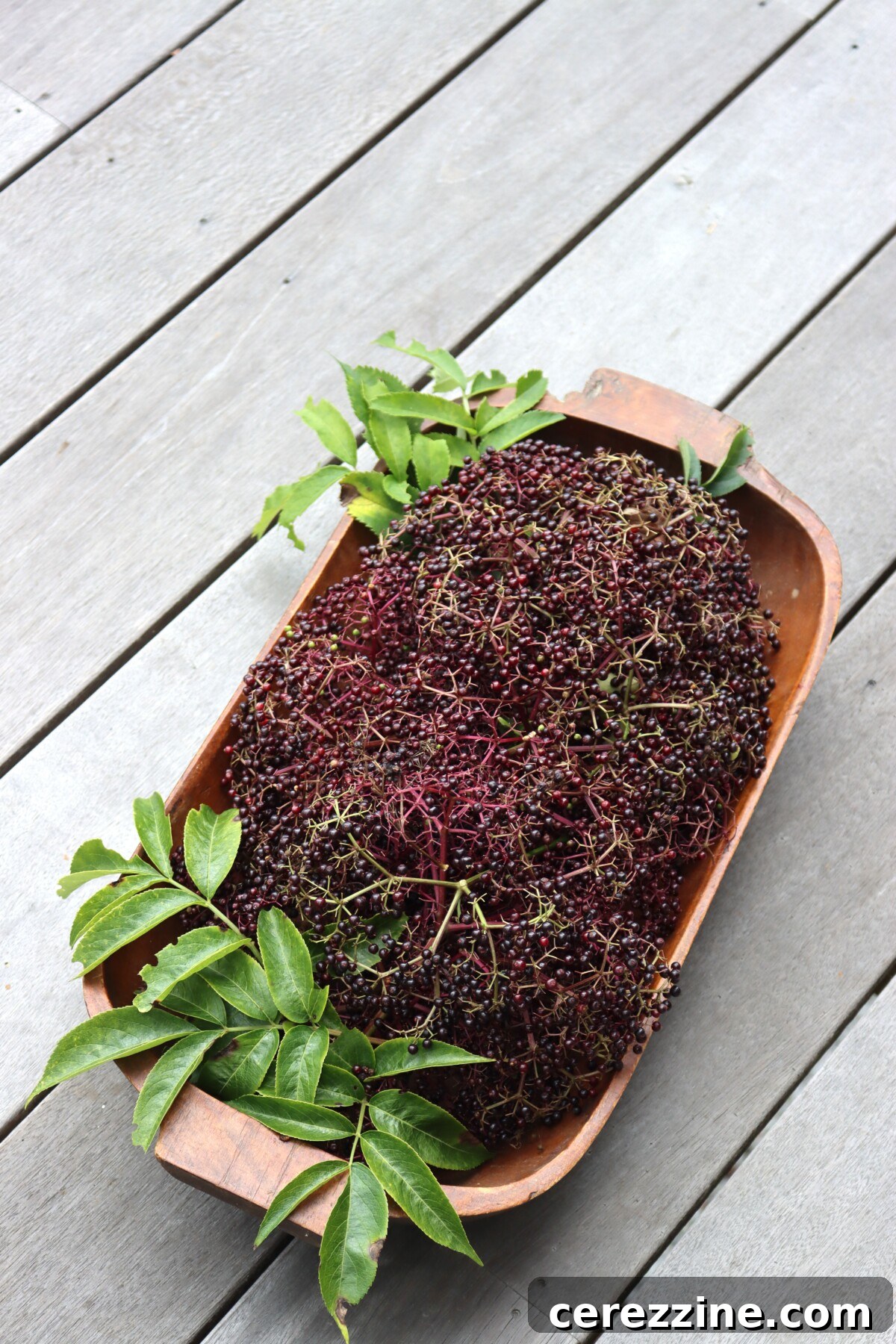Fresh elderberry clusters heaped in a wooden bowl with elderberry leaves