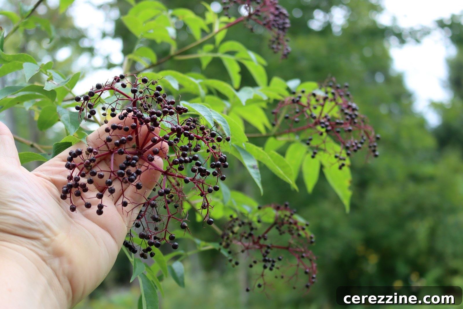 Hand holding a cluster of ripe elderberries on the bush